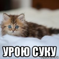  урою суку