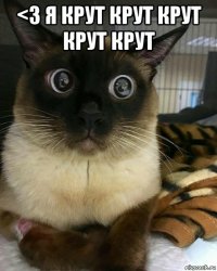 <3 я крут крут крут крут крут 