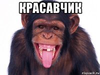 красавчик 