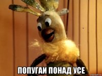  попугаи понад усе