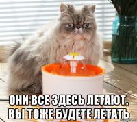  они все здесь летают, вы тоже будете летать