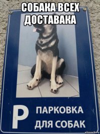 собака всех доставака 