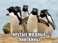  крутые модные пингвины