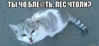 ты чо бле@ть, пёс чтоли? 