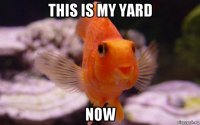 this is my yard now
