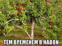  тем временем в навои