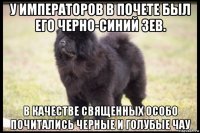 у императоров в почете был его черно-синий зев. в качестве священных особо почитались черные и голубые чау