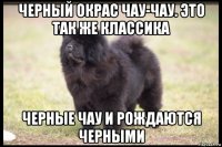 черный окрас чау-чау. это так же классика черные чау и рождаются черными