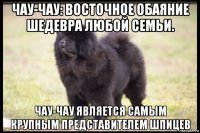 чау-чау: восточное обаяние шедевра любой семьи. чау-чау является самым крупным представителем шпицев