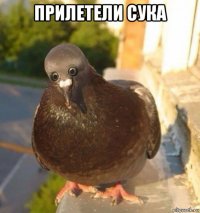 прилетели сука 