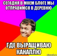 сегодня в моем блоге мы отправимся в деревню где выращиваю канаплю