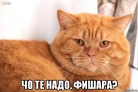  чо те надо, фишара?