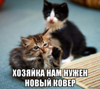  хозяйка нам нужен новый ковер