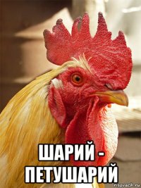  шарий - петушарий