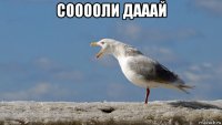 сооооли дааай 