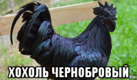  хохоль чернобровый