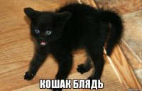  кошак блядь