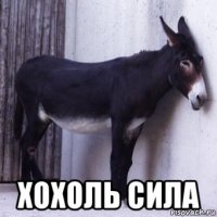 хохоль сила