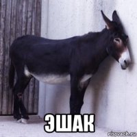  эшак