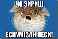 чо зириш еспумізан неси!