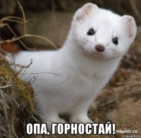  опа, горностай!
