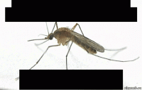 mosquitos, which mate in the air, perform a sex act that lasts only two seconds