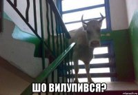  шо вилупився?