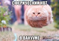 сферический кот в вакууме