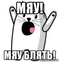 мяу! мяу блять!