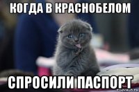 когда в краснобелом спросили паспорт