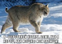  я - шерстяной котяра. боже, как я хорош, как мощны мои лапищи!