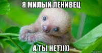я милый ленивец а ты нет))))