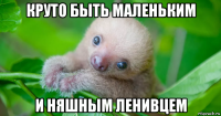 круто быть маленьким и няшным ленивцем