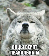  овцы верят правильным