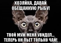 хозяйка, давай обещанную рыбу! твой муж меня увидел... теперь он пьет только чай!