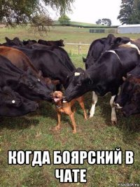  когда боярский в чате