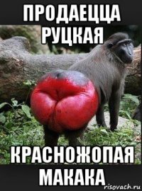 продаецца руцкая красножопая макака
