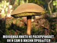  моховика никто не раскручивает, он и сам в жизни пробьется