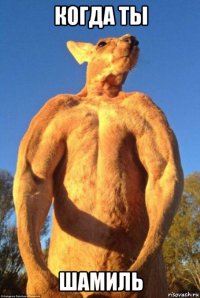 когда ты шамиль