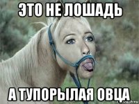 это не лошадь а тупорылая овца
