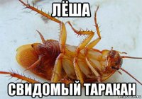 лёша свидомый таракан
