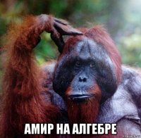  амир на алгебре