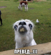  превед...)))