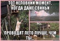 тот неловкий момент, когда даже свиньи проводят лето лучше, чем ты...
