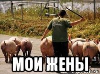  мои жены