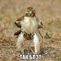  так блэт