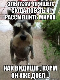 эльтазар пришел сюда поесть и рассмешить мирия как видишь , корм он уже доел...
