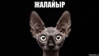 жалайыр 