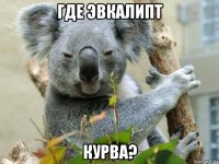 где эвкалипт курва?