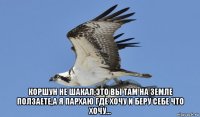  коршун не шакал,это вы там на земле ползаете,а я пархаю где хочу и беру себе что хочу...